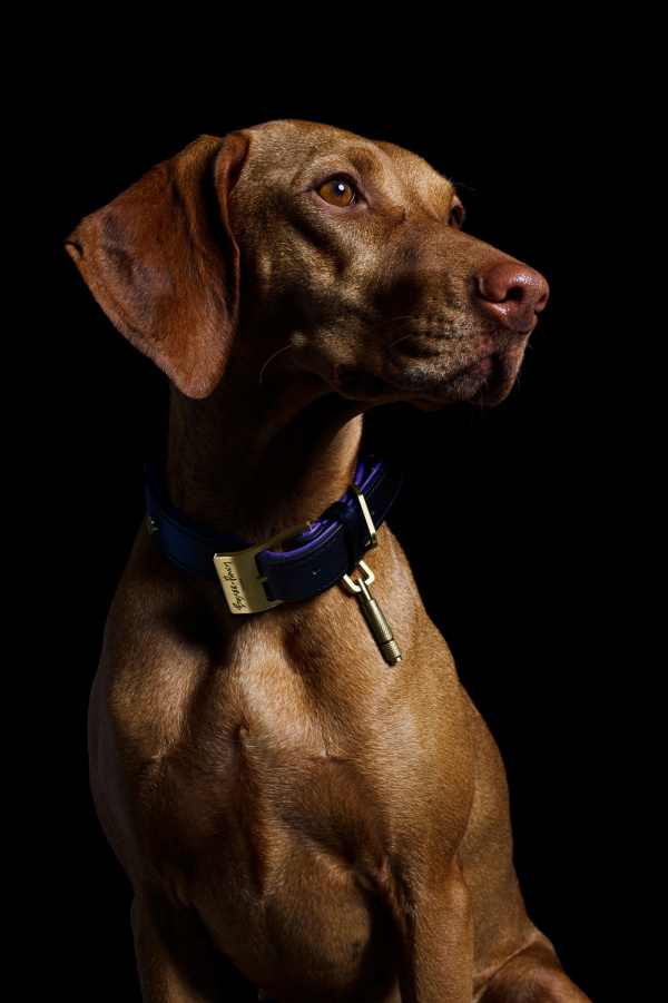 buster punch dog collar sixtysix magazine