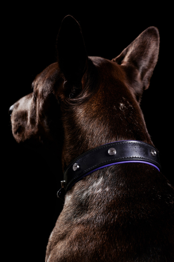 buster punch dog collar sixtysix magazine