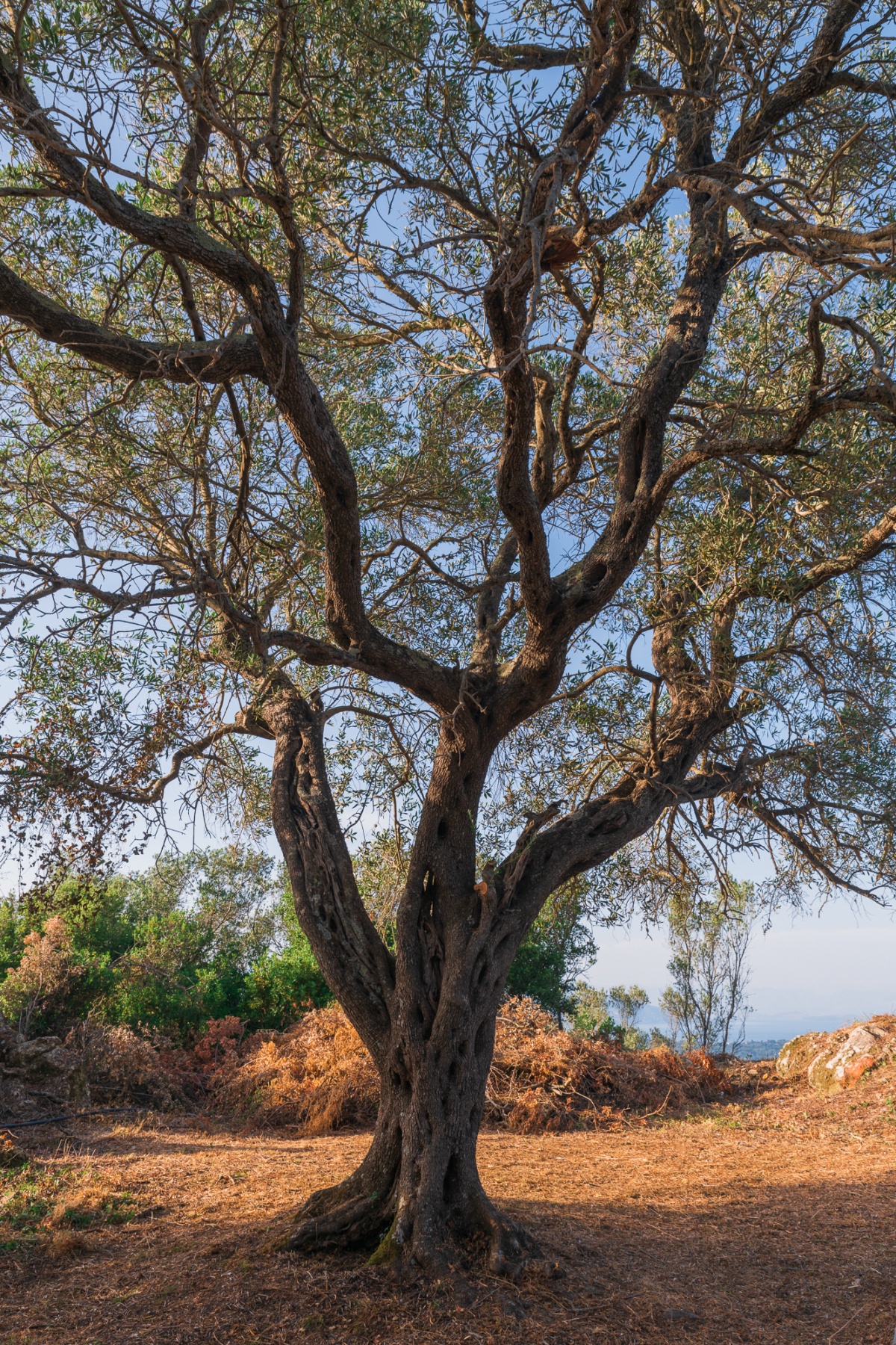 all-inclusive corfu observatory grounds