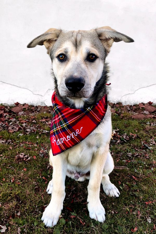 made in chicago gifts jessi woska sixtysix magazine