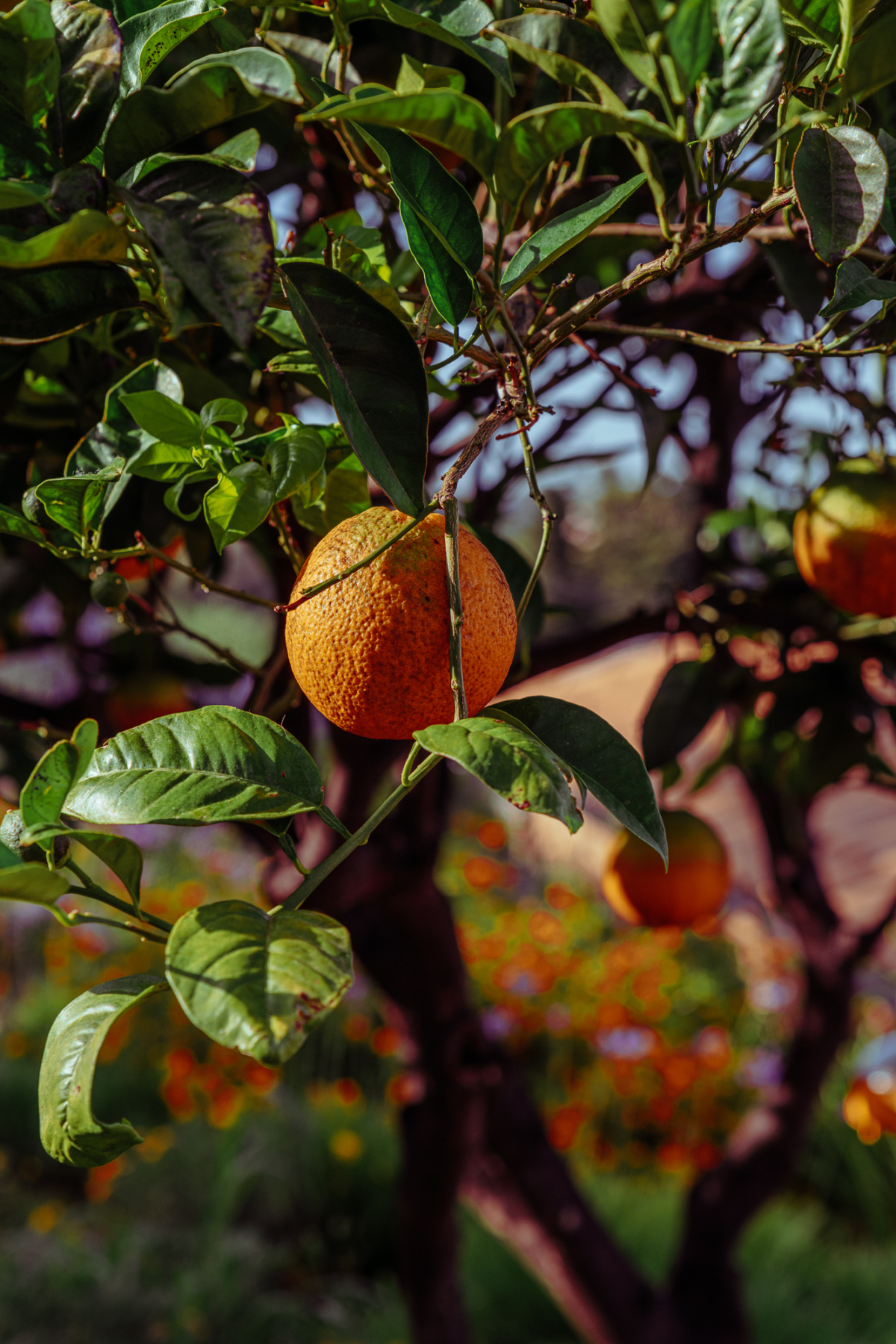 marbella nido all-inclusive corfu 04