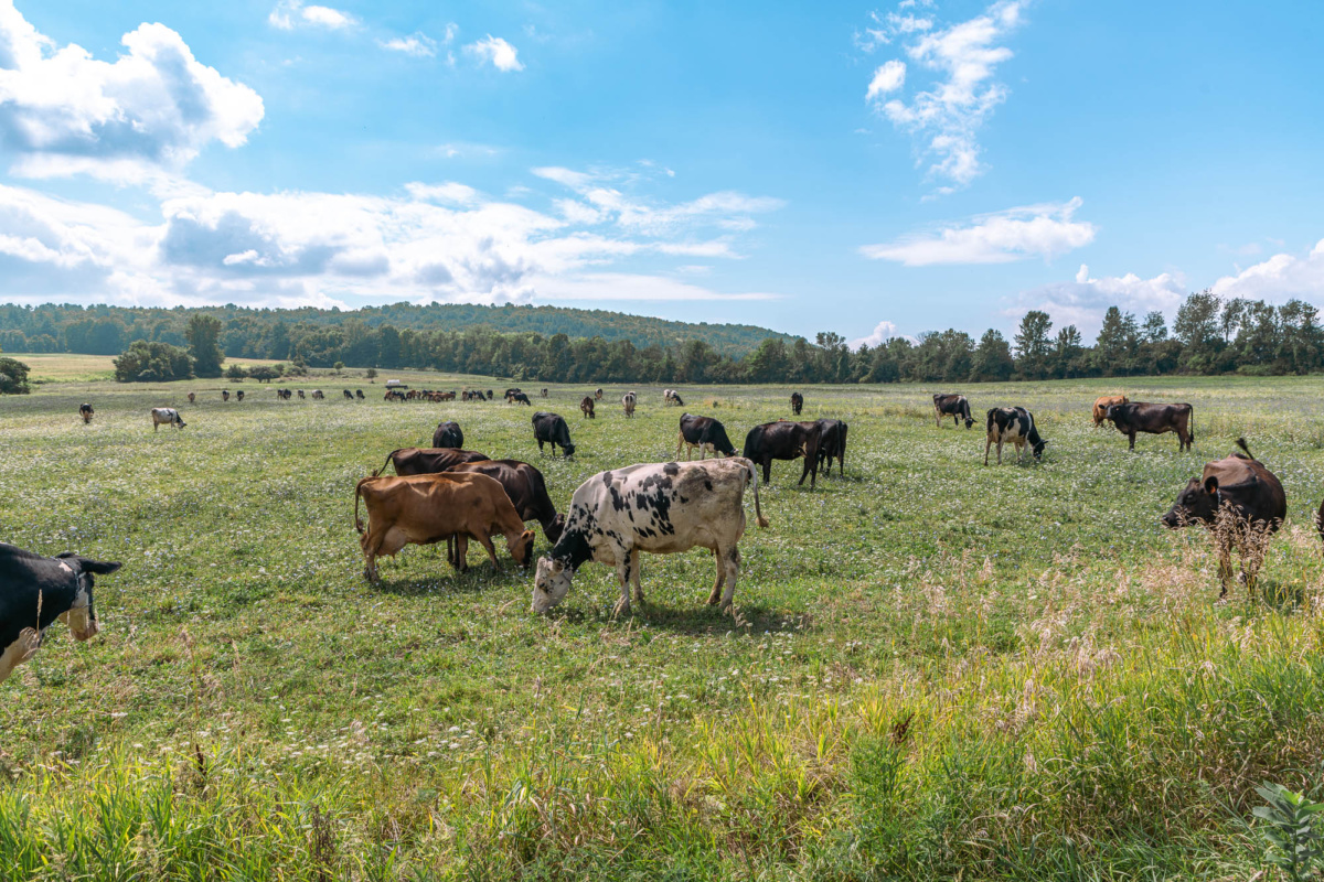 spotting cows on the specialized turbo creo